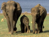 Asian Elephant Family, Nagarhole National Park, India
