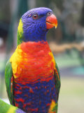 Rainbow Lorikeet, Australia