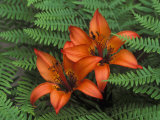 Buy Wood Lilies in Ferns, Bruce Peninsula National Park, Canada at AllPosters.com