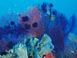 Buy Healthy Reef System, Kimbo Bay, West New Britain, Papua New Guinea at AllPosters.com