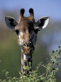 Close-up of Giraffe Feeding, South Africa