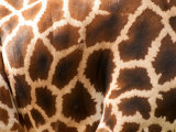 Rothschild's Giraffe Skin, Australia