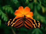 Large Tiger Butterfly (Lycorea Cleobaea) Resting on a Flower, Costa Rica