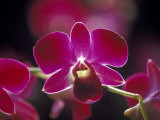 Buy Taman Orchid, Kuala Lumpur, Malaysia at AllPosters.com
