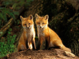 Red Fox near Den Entrance