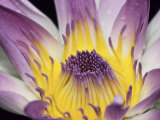 Buy Purple Panama Pacifica Nymphea, Fiji, Oceania at AllPosters.com