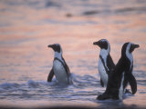 Jackass Penguin, Cape Town, South Africa