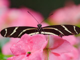 Zebra Longwing