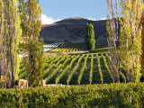 Buy Felton Road Vineyard, Bannockburn, South Island, New Zealand at AllPosters.com