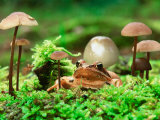Buy Small Toad Surrounded by Mushrooms, Jasmund National Park, Island of Ruegen, Germany at AllPosters.com