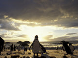 Black-Footed Penguins on the Beach, South Africa