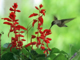 A Hummingbird Seeks Nectar from a Flower Box Outside a Home