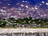 Nesting Egrets at Lago Enriquillo, Dominican Republic, Caribbean