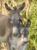 Mother and Baby Donkeys on Salt Cay Island, Turks and Caicos, Caribbean