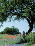 Paintbrush and Bluebonnets, Texas Hill Country, Texas, USA
