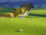 Farmland, South Otago, South Island, New Zealand