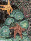 Tidepool of Sea Stars, Green Anemones on the Oregon Coast, USA