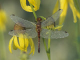 Dew-Covered Climber Dragonfly
