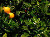 Orange Tree, Tenerife, Canary Islands, Spain