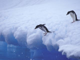 Adelie Penguins Dive from an Iceberg, Antarctica