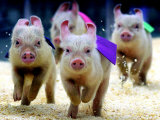 Buy Sue Wee Pig Races at AllPosters.com