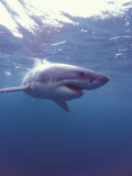 South Africa Great White Shark
