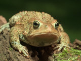 Buy American Toad on Log, Eastern USA at AllPosters.com