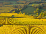 Autumn Morning in Pouilly-Fuisse Vineyards, France