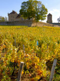 Buy Vineyard View of Chateau de Pierreclos, Burgundy, France at AllPosters.com