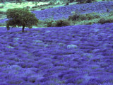 Buy Lavender Field and Almond Tree, Provance, France at AllPosters.com