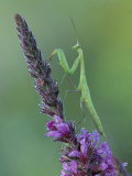 Praying Mantis on Purple Loosestrife