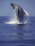 Humpback Whale Breaching