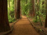 Redwood Forest, Rotorua, New Zealand
