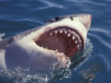 Dangerous Mouth of the Great White Shark, South Africa Photographic Print