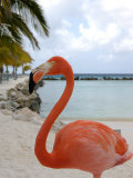 Pink Flamingo on Renaissance Island, Aruba, Caribbean