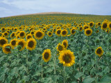 Buy Sunflower Field, Provence, France at AllPosters.com
