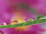 Asters in Water Droplets