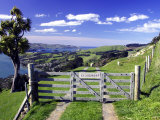 Gate and Cabbage Tree on Otago Peninsula, New Zealand