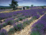 Lavender Field, Provence, France