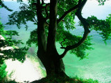 Deep Green Tree and Green-tinted Sea, Jasmund National Park, Island of Ruegen, Germany