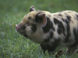 Domestic Farmyard Piglet, South Africa