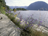 Buy Wildflowers along Sognefjord near Vadheim, Norway at AllPosters.com
