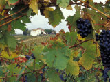 Buy Farmhouse View Through Grapevine, Tuscany, Italy at AllPosters.com