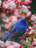Male Indigo Bunting Among Crabapple Blossoms