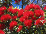 Pohutukawa Flowers, New Zealand