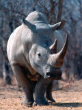 White Square-Lipped Rhino, Namibia