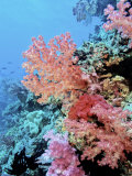 Buy Colorful Sea Fans and other Corals, Fiji, Oceania at AllPosters.com