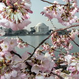 The Blossoms are Almost in Full Bloom on the Cherry Trees