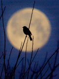 Buy A Bird is Silhouetted against a Full Moon Before Sunrise Friday Morning at AllPosters.com