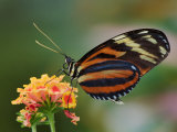 Tiger Butterfly